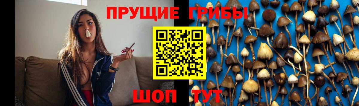 Псилоцибиновые грибы Psilocybine cubensis Богородицк